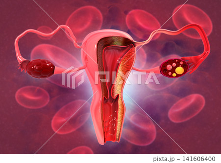 Anatomy of female reproductive system Anatomy of female reproductive system 141606400