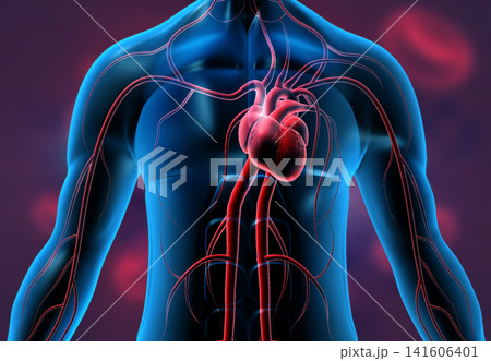 Heart in transparent human body Heart in transparent human body 141606401