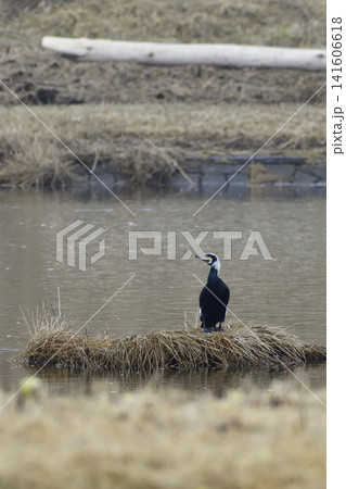 カワウ カワウ 141606618