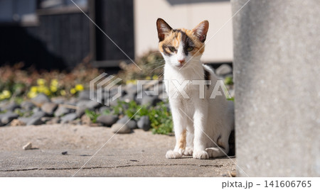 路地で座る可愛い野良猫 路地で座る可愛い野良猫 141606765