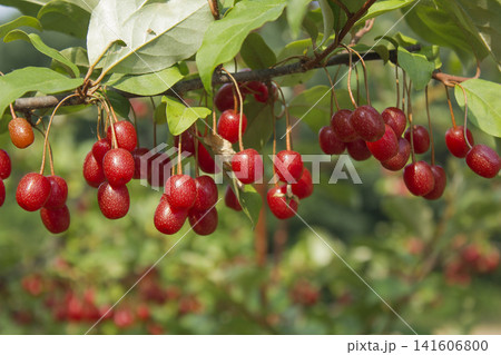Ripe Autumn Olive Berries (Elaeagnus Umbellata) growing on a branch . oleaster 141606800