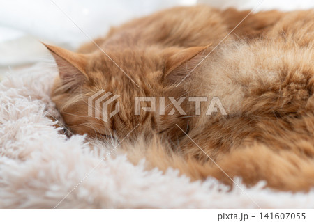 窓辺で眠る猫　茶トラ猫 141607055