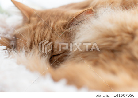 窓辺で眠る猫 茶トラ猫 窓辺で眠る猫 茶トラ猫 141607056