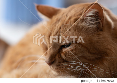 窓辺で眠る猫　茶トラ猫 141607058