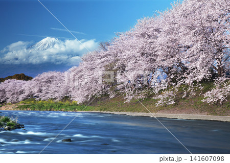 桜満開で春爛漫の富士山 141607098
