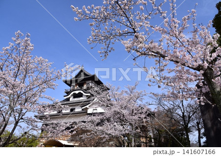 日本の愛知県の犬山市 春の犬山城と満開の桜 日本最古の国宝天守と美しい青空 日本の愛知県の犬山市 春の犬山城と満開の桜 日本最古の国宝天守と美しい青空 141607166