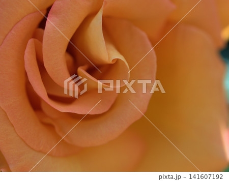 5月に咲いたバラの花「モナリザ」 5月に咲いたバラの花「モナリザ」 141607192