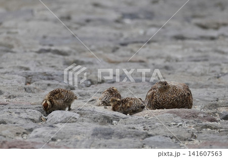 親子で砂浴びをするライチョウ 親子で砂浴びをするライチョウ 141607563