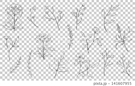 ボタニカル要素線画イラストセット ボタニカル要素線画イラストセット 141607955