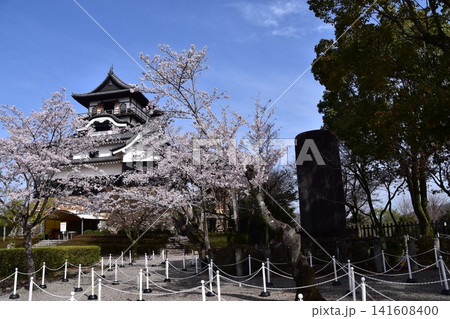 愛知県の犬山市 春の犬山城と満開の桜 日本最古の国宝天守と美しい青空 営業直後の様子 愛知県の犬山市 春の犬山城と満開の桜 日本最古の国宝天守と美しい青空 営業直後の様子 141608400