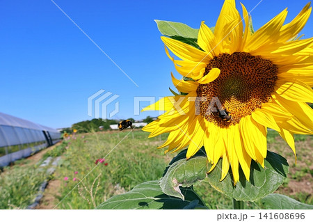 Bumblebees Foraging on a Bright Yellow Sunflower in an Agricultural Field. Bumblebees Foraging on a Bright Yellow Sunflower in an Agricultural Field. 141608696
