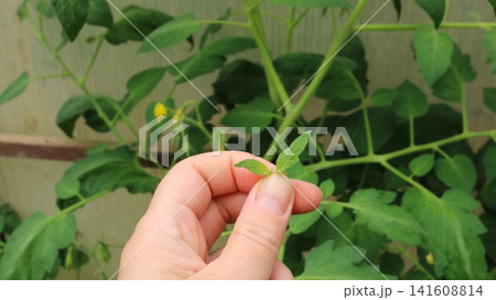 A gardener holds a cut side shoot of a tomato plant. Against the backdrop of lush green foliage in the greenhouse, the process of regulating the vegetative mass is shown. A gardener holds a cut side shoot of a tomato plant. Against the backdrop of lush green foliage in the greenhouse, the process of regulating the vegetative mass is shown. 141608814