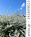 青空に映える白いユキヤナギの花 雲 素材 画像 White spirea flowers  141609013
