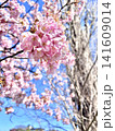青空に映える桜の花のクローズアップ 画像 写真 素材 春 cherry blossoms 141609014