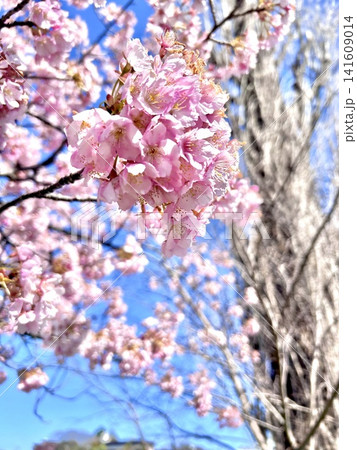 青空に映える桜の花のクローズアップ 画像 写真 素材 春 cherry blossoms 141609014