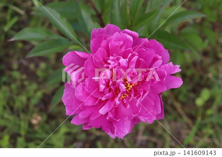 春の庭に咲くピンク色の鮮やかなシャクヤクの花 春の庭に咲くピンク色の鮮やかなシャクヤクの花 141609143