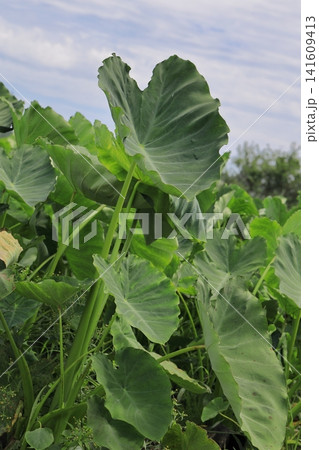 里芋の葉が茂っている夏の畑 里芋の葉が茂っている夏の畑 141609413