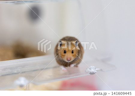 こっちを見てくるゴールデンハムスター 141609445
