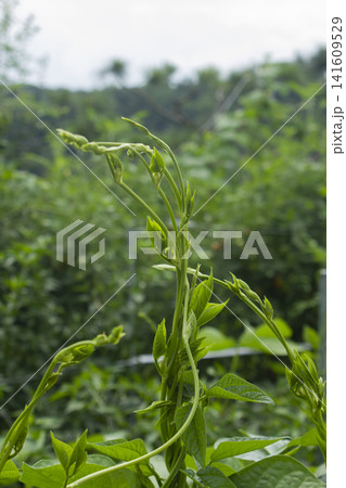 It is a kidney bean stem. It is a kidney bean stem. 141609529
