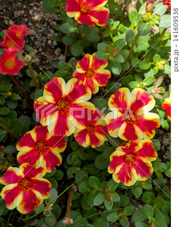 鮮やかな紅黄のポーチュラカが彩る夏の花壇 鮮やかな紅黄のポーチュラカが彩る夏の花壇 141609536