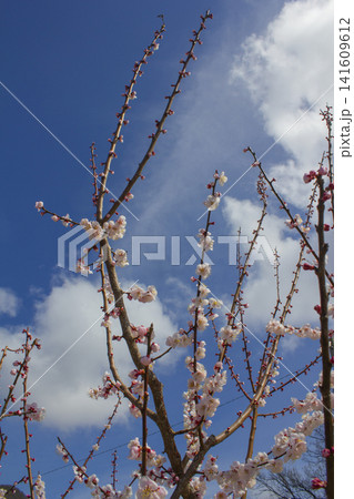 Apricot flower on nature background Apricot flower on nature background 141609612