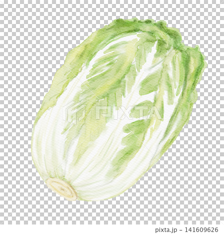 白菜の水彩イラスト 白菜の水彩イラスト 141609626