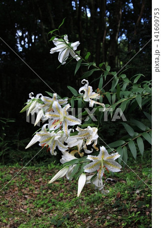 白いヤマユリの花 白いヤマユリの花 141609753
