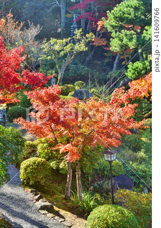 吉城園の紅葉 吉城園の紅葉 141609766