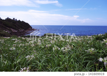夏井ヶ浜はまゆう公園 夏井ヶ浜はまゆう公園 141609919