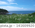 夏井ヶ浜はまゆう公園 141609920