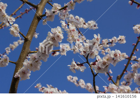 Apricot flower on nature background Apricot flower on nature background 141610156