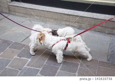 散歩中の犬が互いにお尻のにおいを嗅ぎ合う犬同士の挨拶(自己紹介)は相手の情報を得て認識します 散歩中の犬が互いにお尻のにおいを嗅ぎ合う犬同士の挨拶(自己紹介)は相手の情報を得て認識します 141610738