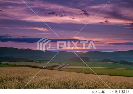 北海道美瑛の麦畑と夕焼け、紫色に染まる雄大な山々の絶景 北海道美瑛の麦畑と夕焼け、紫色に染まる雄大な山々の絶景 141610818