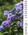 紫陽花 141610856
