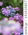 紫陽花 141610857