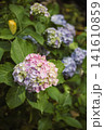 紫陽花 141610859