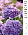 紫陽花 141610861