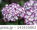 紫陽花 141610862