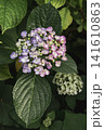紫陽花 141610863