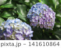 紫陽花 141610864