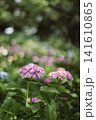 紫陽花 141610865