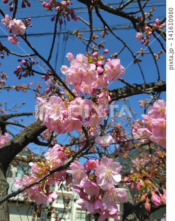桜 桜 141610980