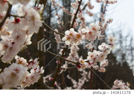Apricot flower on nature background 141611178