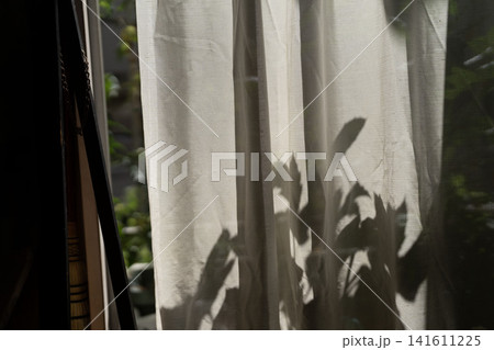 窓辺のレースカーテンに映る観葉植物の美しいシルエットと柔らかな日差し 窓辺のレースカーテンに映る観葉植物の美しいシルエットと柔らかな日差し 141611225