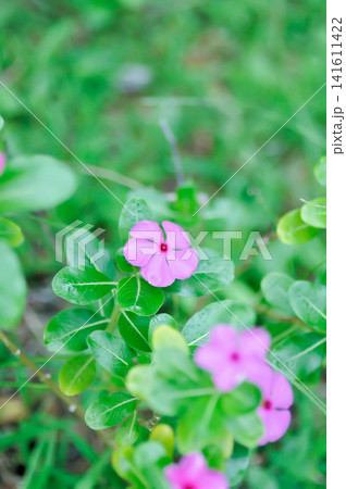 Catharanthus roseus G Don ,APOCYNACEAE or Madagascar periwinkle or Vinca or Old maid or pink flower Catharanthus roseus G Don ,APOCYNACEAE or Madagascar periwinkle or Vinca or Old maid or pink flower 141611422