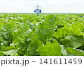 Field of young sugar beet plant 141611459