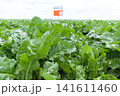 Field of young sugar beet plant 141611460