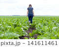 Field of young sugar beet plant 141611461