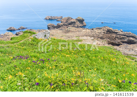 「青森県」花咲く岬の風景 種差海岸 「青森県」花咲く岬の風景 種差海岸 141611539