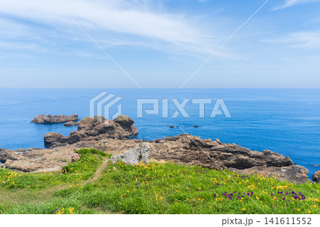 「青森県」花咲く岬の風景 種差海岸 「青森県」花咲く岬の風景 種差海岸 141611552